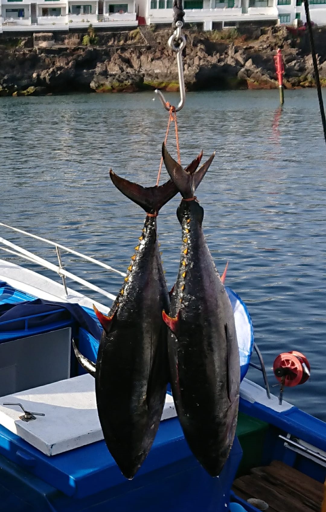 El Ministerio mantiene para 2024 las mismas posibilidades de pesca de tuna o patudo.