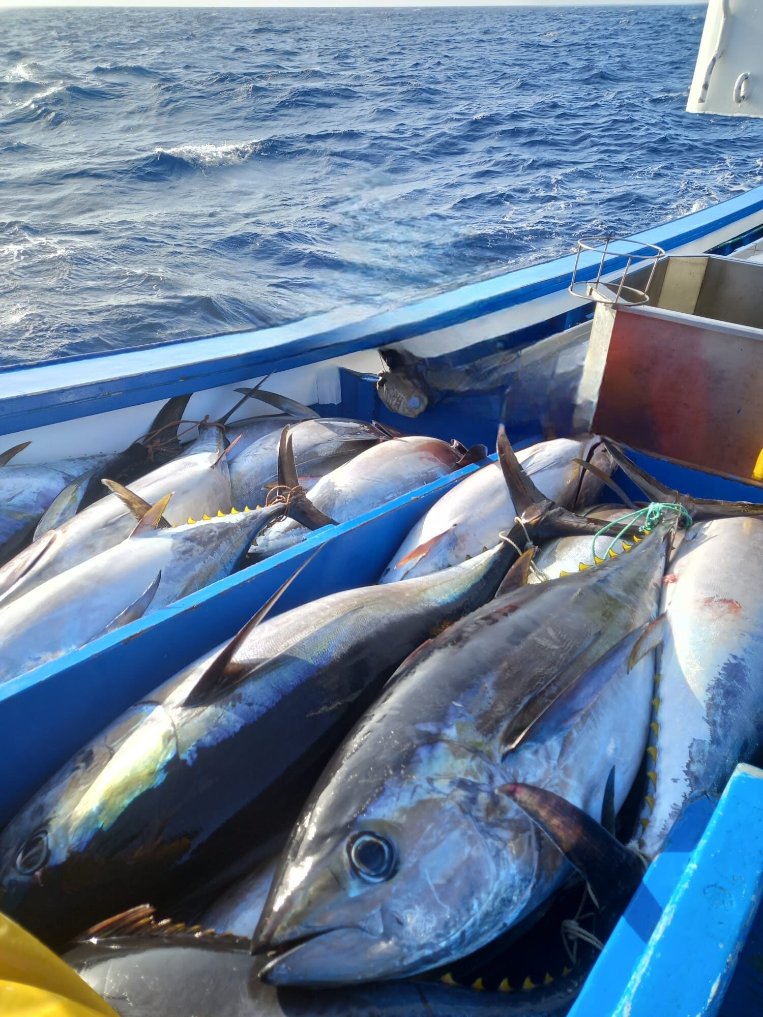 El Ministerio cierra la pesquería de patudo (Thunnus obesus) a la flota del Cantábrico.
